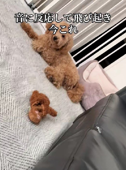 気持ちよくお昼寝
