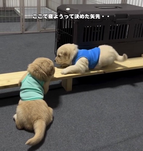 木の枠の上で向かい合う子犬たち