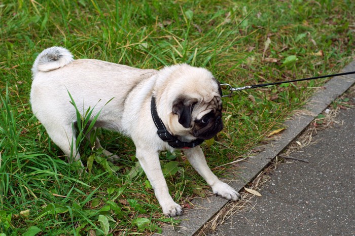 散歩中、地面に伏せる折れ耳の犬