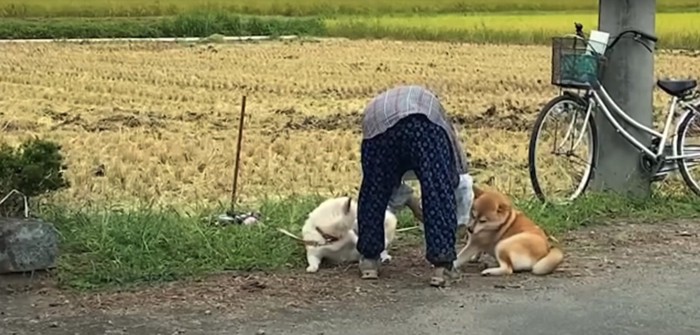 白柴と赤柴とおばあちゃん