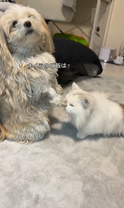 そあまるちゃんに甘える猫助ちゃん3