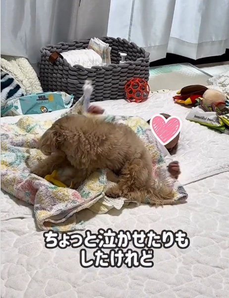 赤ちゃんの上に乗る犬