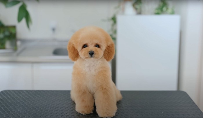 トリミング台の上でお座りをしている子犬