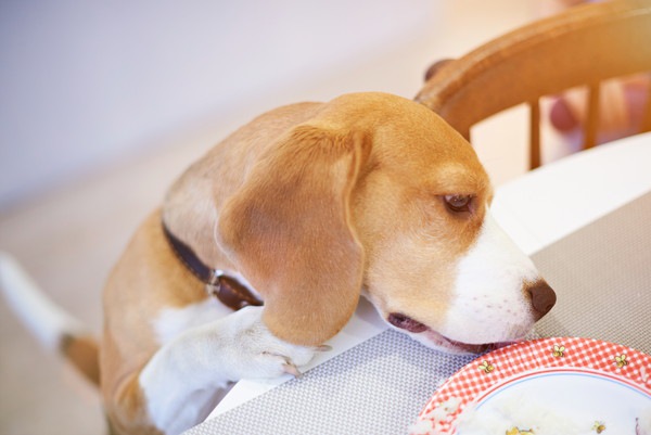 犬の盗み食い