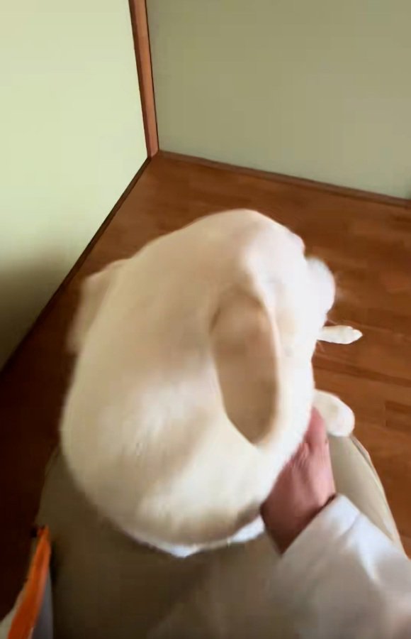 ヒコーキ耳のチム2くん