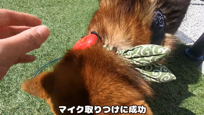 手と犬の首