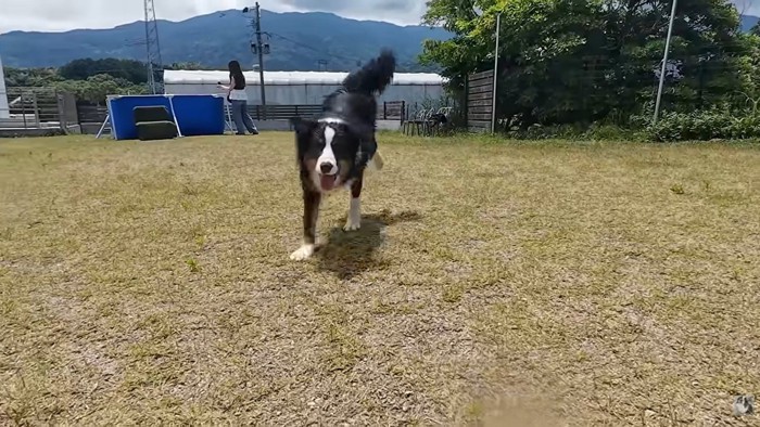 走り回るメルちゃん