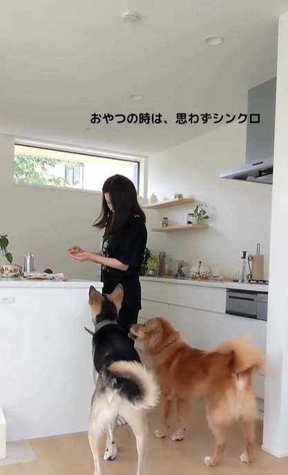 集まる犬2匹