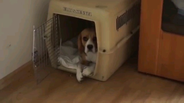 ハウスする犬