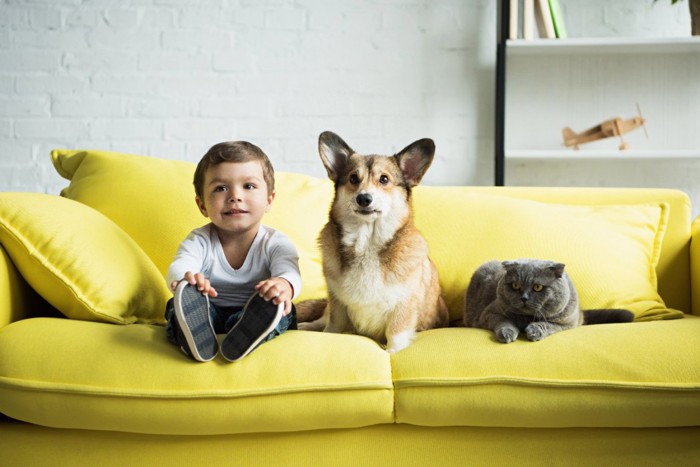 ソファーに座る男の子と犬と猫