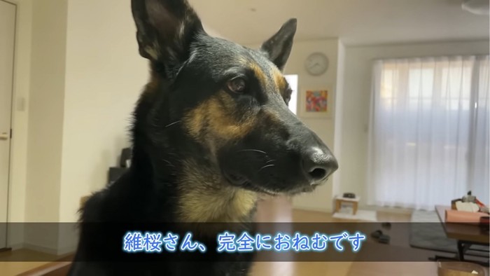 眠たそうな犬