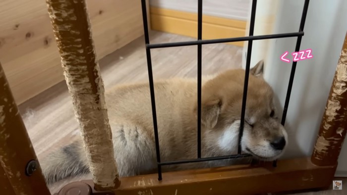 寝落ちしている子犬3