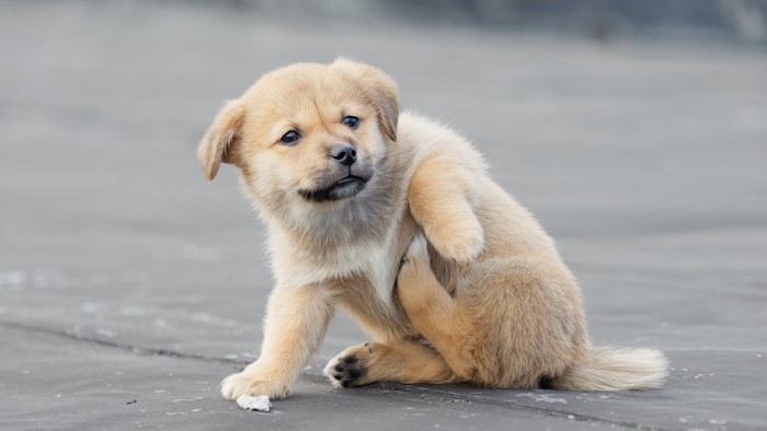 後脚でワキの下をカキカキする子犬