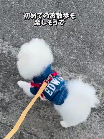 家庭犬としての生活がスタート