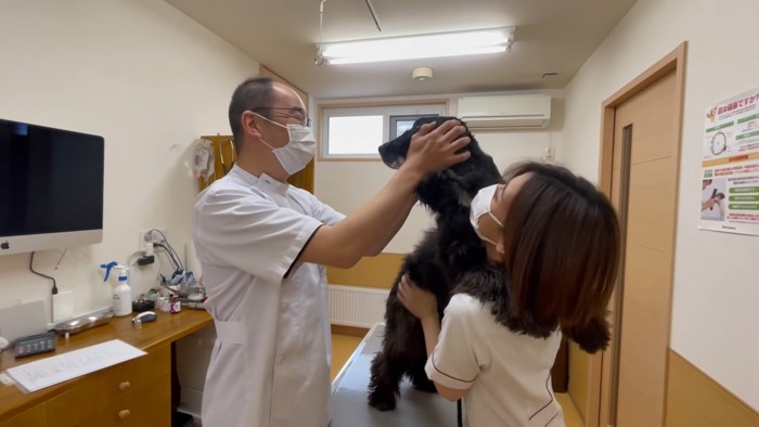 獣医さんに撫でももらうルークちゃん