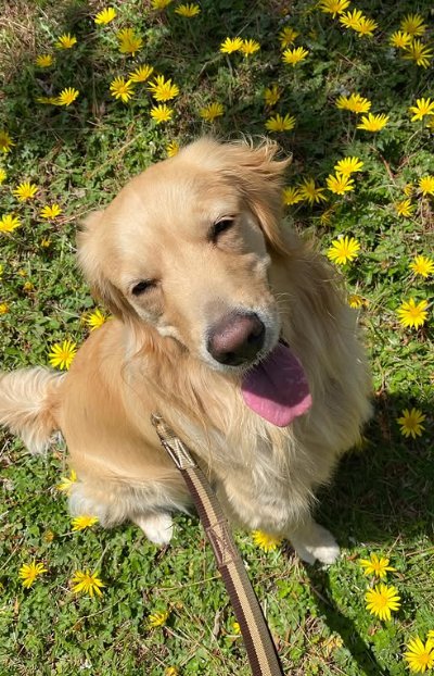 笑顔の大型犬