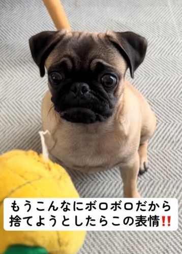 悲しそうな表情の犬