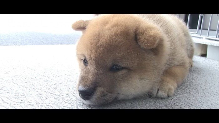 眠たそうな子犬