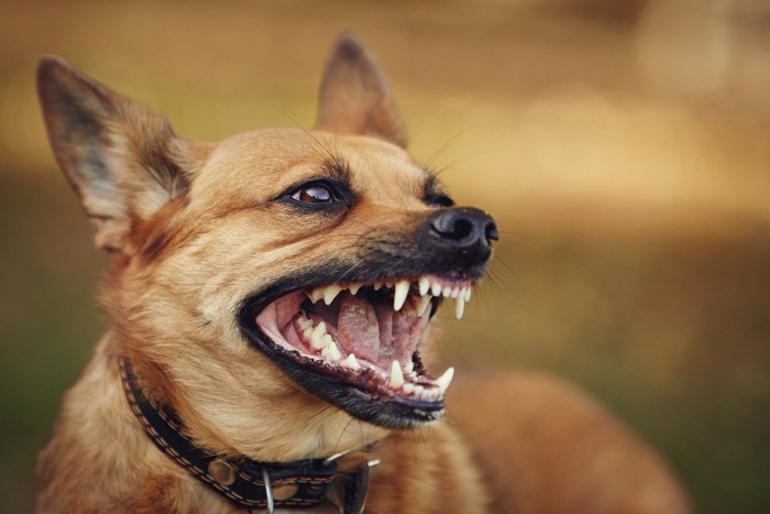 怒っている犬