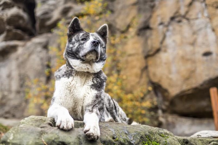 岩山の上から遠くを見つめている秋田犬