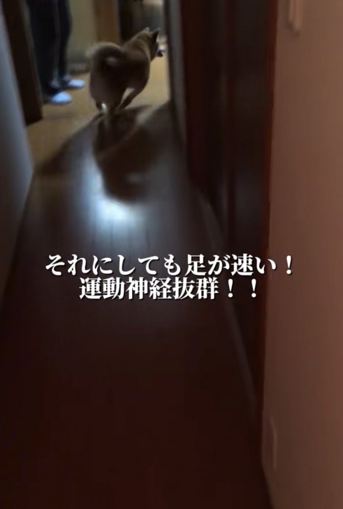 追いかける柴犬