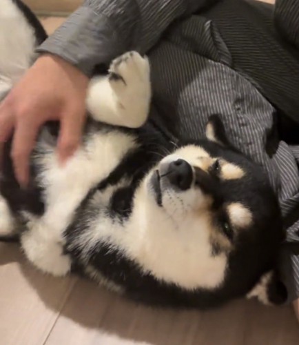 人に寄り添って寝転ぶ犬