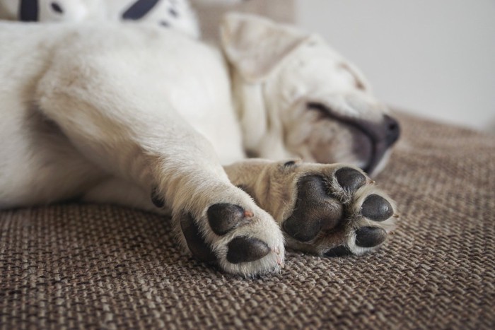 足を伸ばして眠る子犬