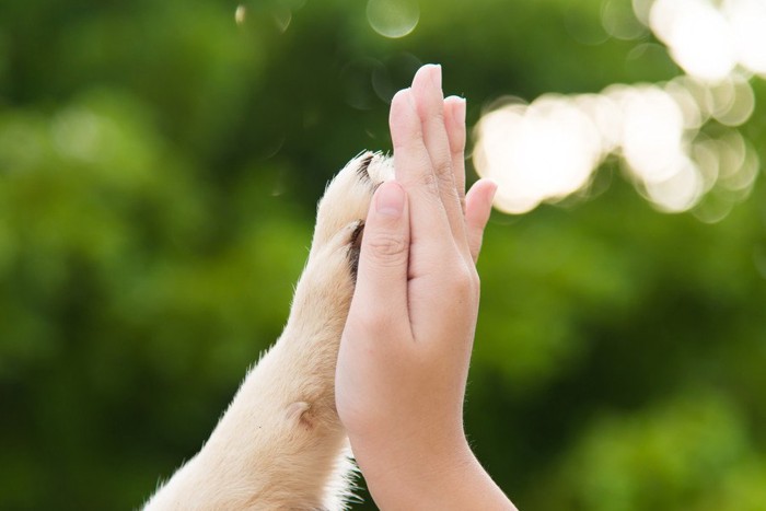 犬とタッチ