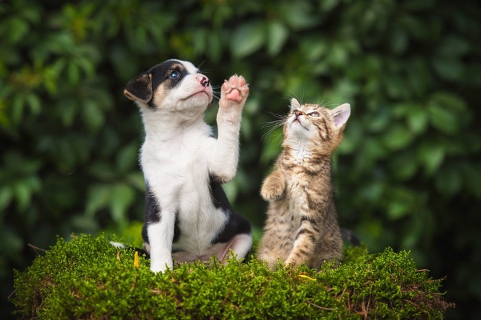 前足を上げる犬と猫