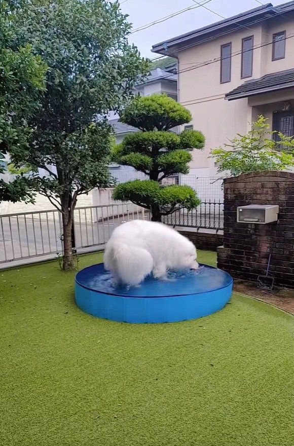雨も気にしないミントくん