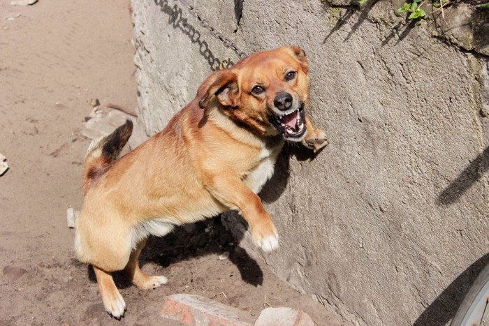 威嚇する茶色い犬