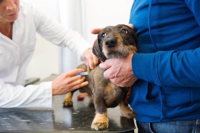 予防接種を受ける犬