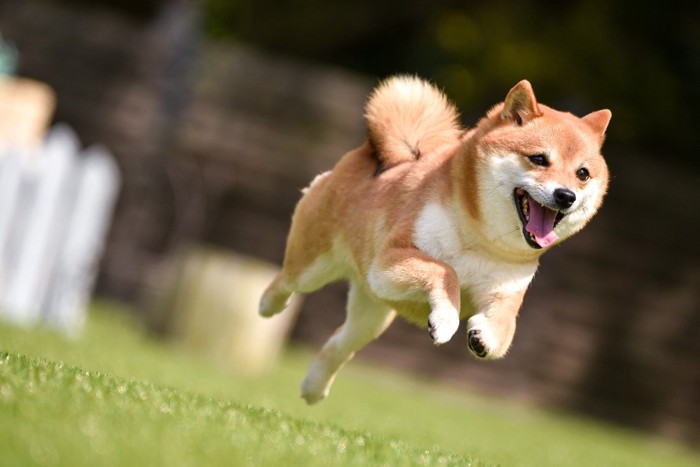 走ってくる柴犬