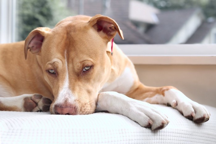 体調が悪そうな犬