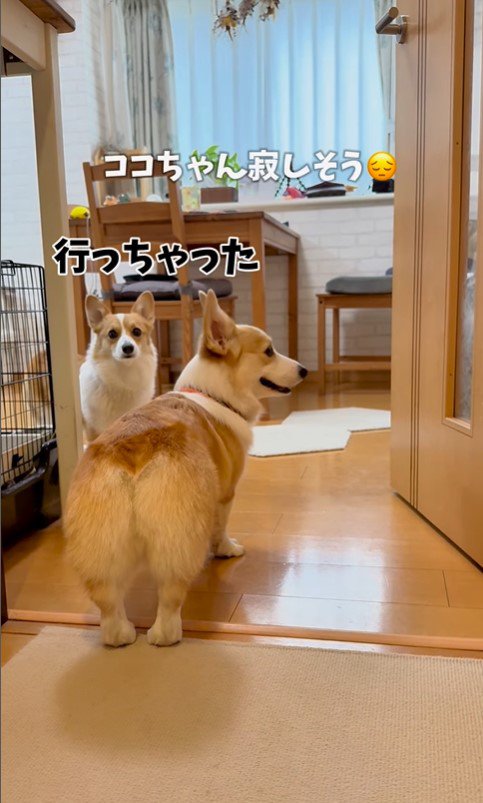 お兄ちゃんが学校に行った後のココちゃん＆ナッツちゃん7