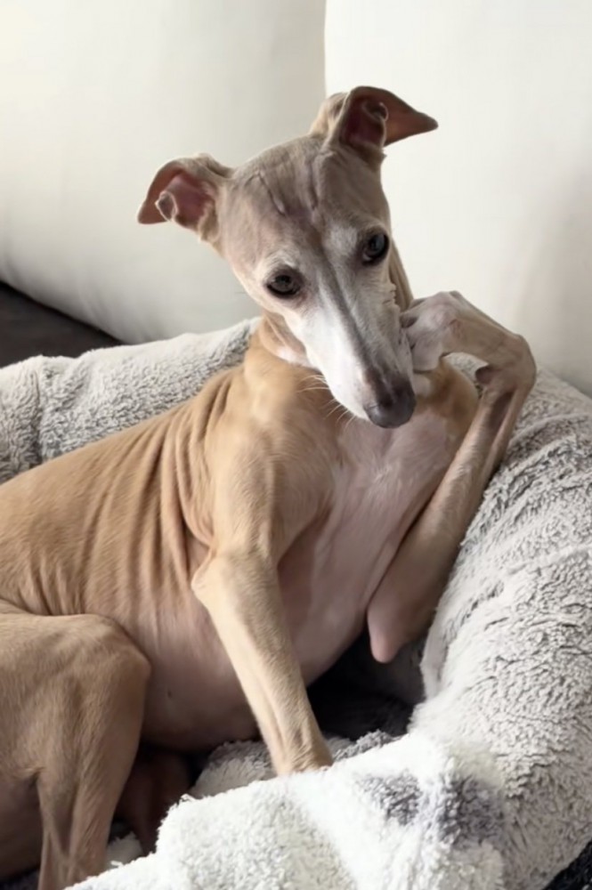 「あー…それはさ…」