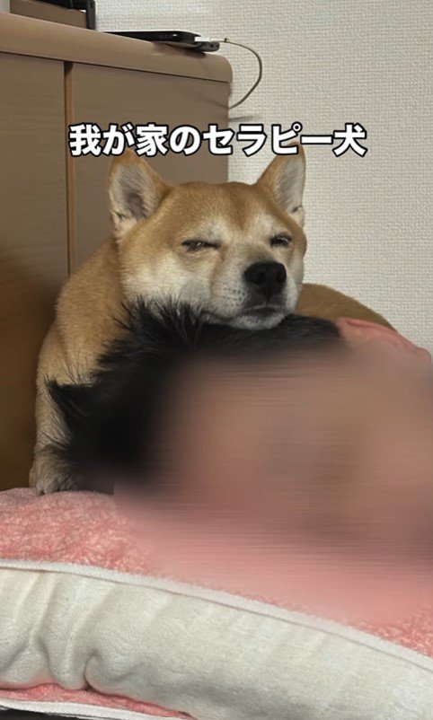 闘病中のパパさんに寄り添うたもつ君＆たら君
