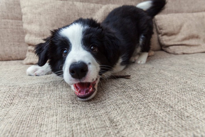 ソファの上で吠える犬