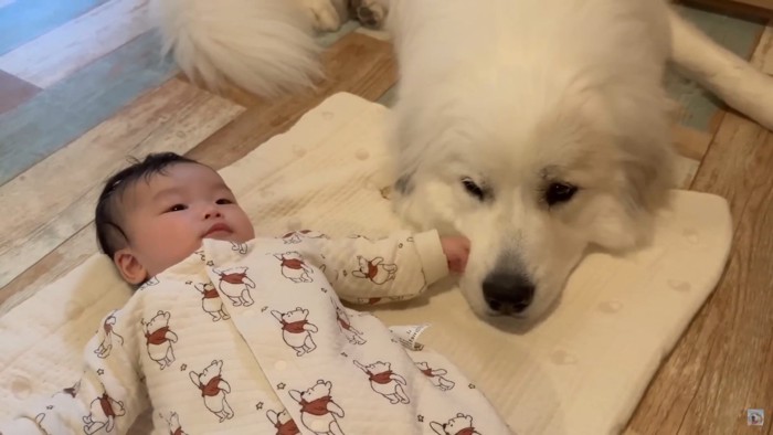 母犬のようなおおらかさ