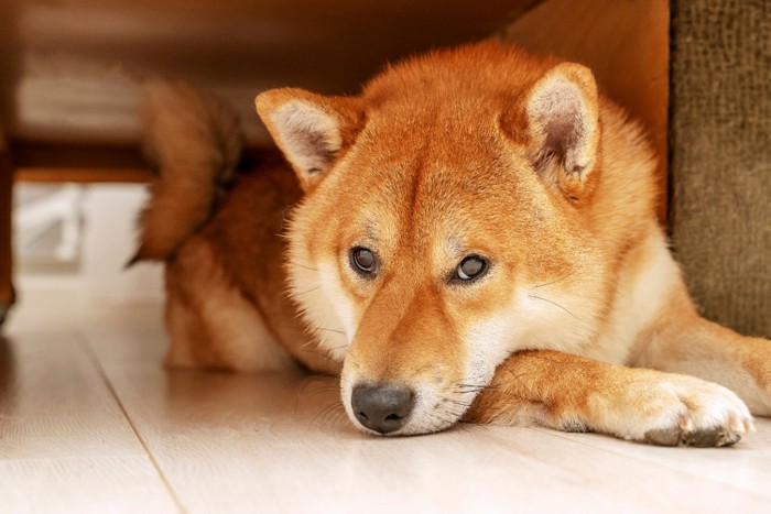 家具の下に隠れる犬