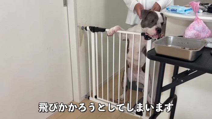 他の犬に凶暴性を見せる