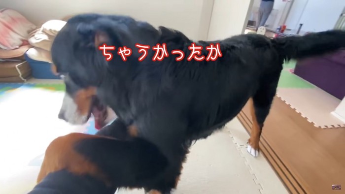 甘嚙みしようとする大型犬