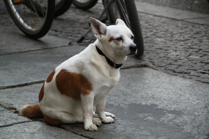 お尻歩きをしようとする犬