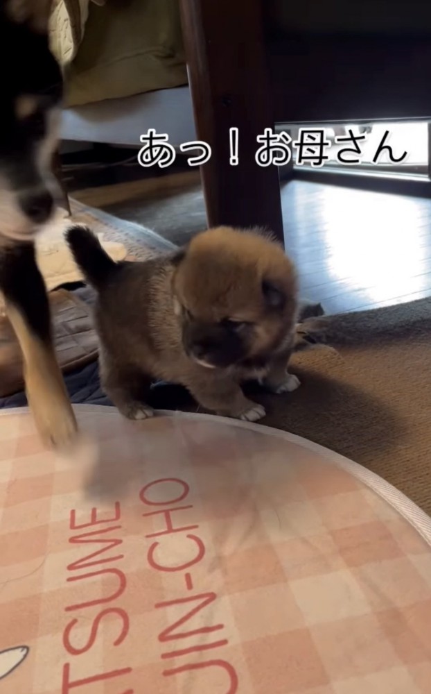 通り過ぎる母犬1