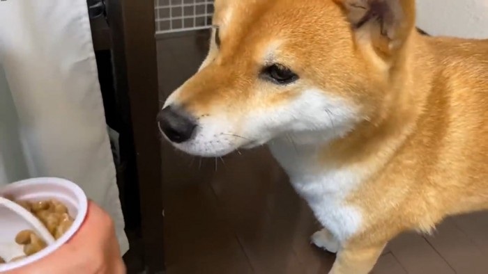 納豆を見る犬