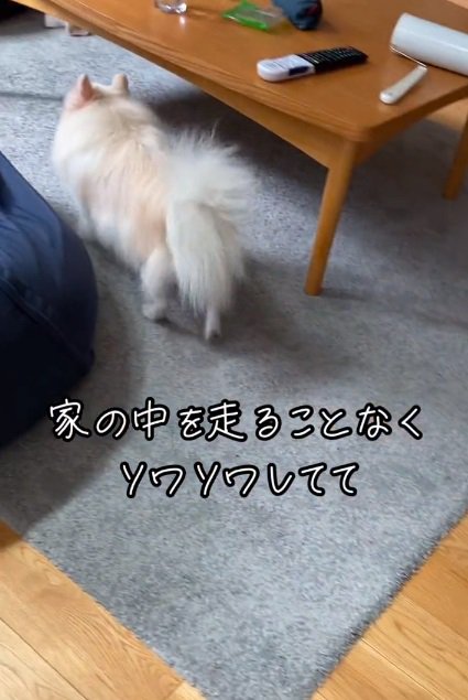 ソワソワ歩くゆめちゃん
