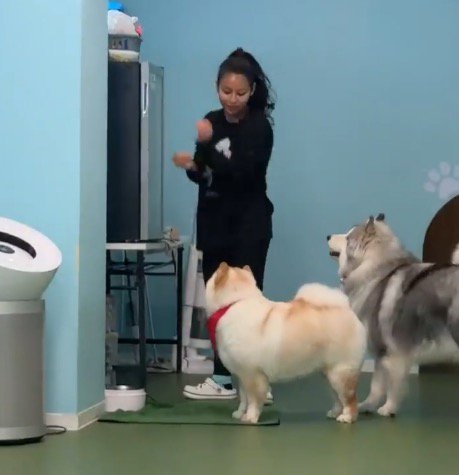 2頭の犬に囲まれる女性