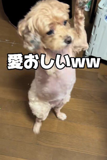 おやつの前では万歳！！