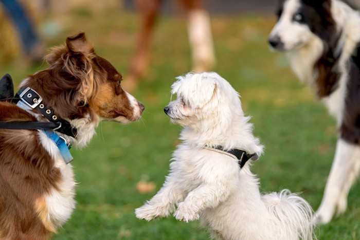 コミュニケーションを取る犬たち