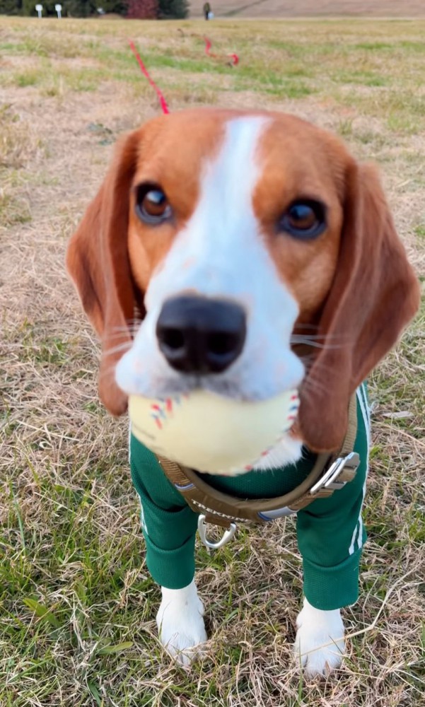 悲しそうな顔の犬